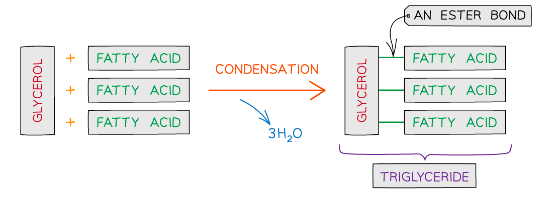 <p>When the hydroxyl (-OH) group of a glycerol molecule bonds with the carboxyl group (-COOH)  of a fatty acid</p>