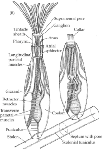 <p>bilateral symmetry</p><p>anterior-posterior axis- difficult to see</p><p>weak cephalization</p><p>triploblastic</p><p>true colemate- divided into 3 parts</p><p>colonial (flat, branching, gelatinous</p><p>Zooids (cystids, polypide-retractable)</p><p>Zooid types: autozoids (feeding), Heterozoids (vibracula, avicularia-bird beak)</p><p>colonial network; funiculus (connects stomach tract to body wall-shares food) , stolon (tube extensions), pore plates (connect zooids to colony)</p>