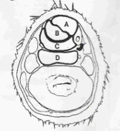 <p>¿De qué zona es este corte? y ¿cuáles son las estrucutras que se ven?</p>