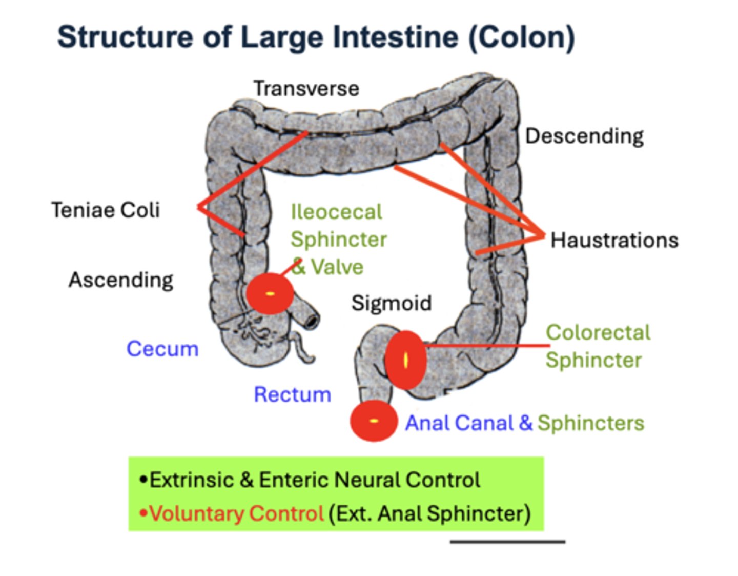 <p>- marked proximally by the Ileocecal Sphincter &amp; Valve </p><p>- marked distally by the External Anal Sphincter</p><p>anatomically distinguished (orad → caudad) into the:</p><p>- Cecum</p><p>- Ascending</p><p>- Transverse</p><p>- Descending</p><p>- Sigmoid Colon</p><p>- Rectum</p><p>- Anal Canal</p><p>- colorectal Sphincter separates the rectum and anal canal</p>