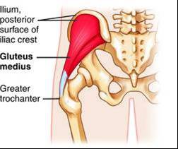 O: ilium. I: greater trochanter of femur.