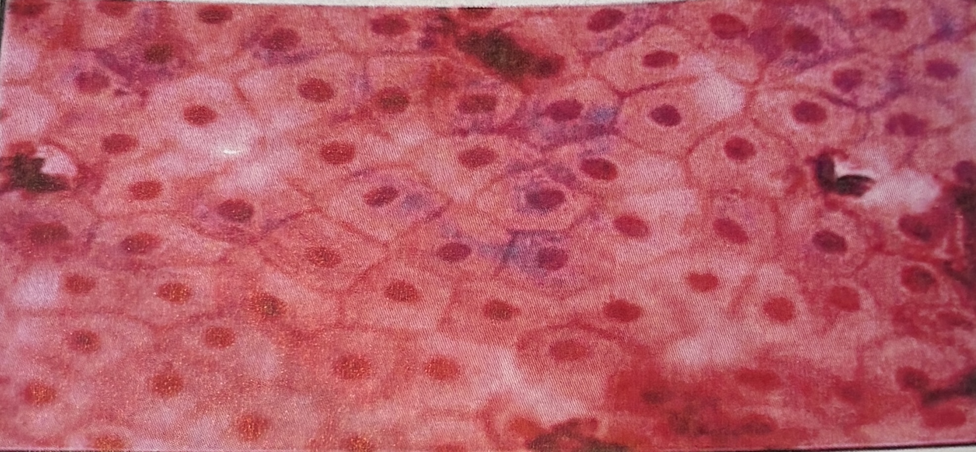 <p>simple squamous- functions + location</p>