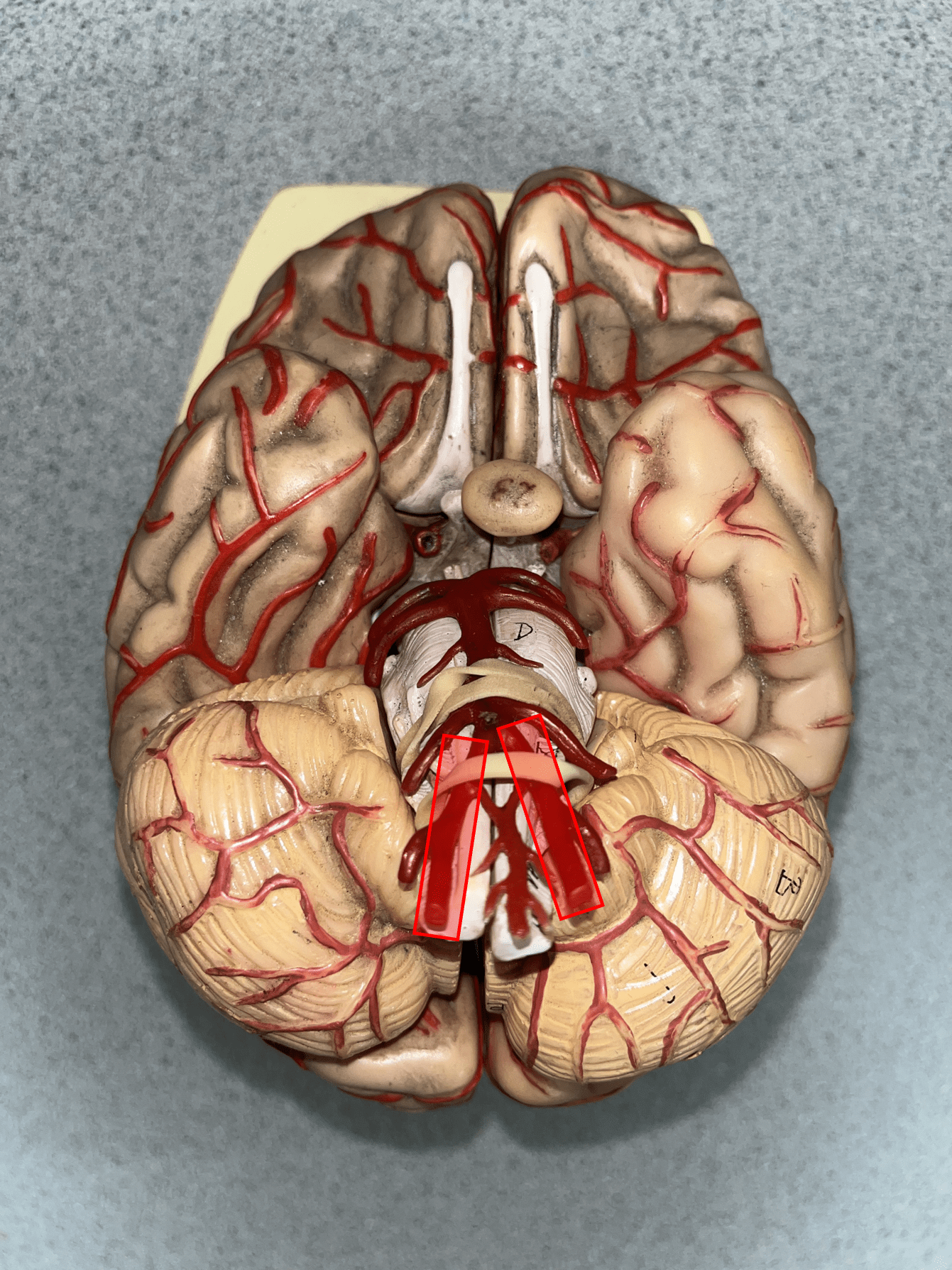 <p>• An artery of the head and neck.</p>
<p>• Originates from the subclavian artery.</p>
<p>• Supplies the spinal cord, meninges, and neck muscles.</p>
<p>• Laterally, the posteriormost artery of the neck.</p>