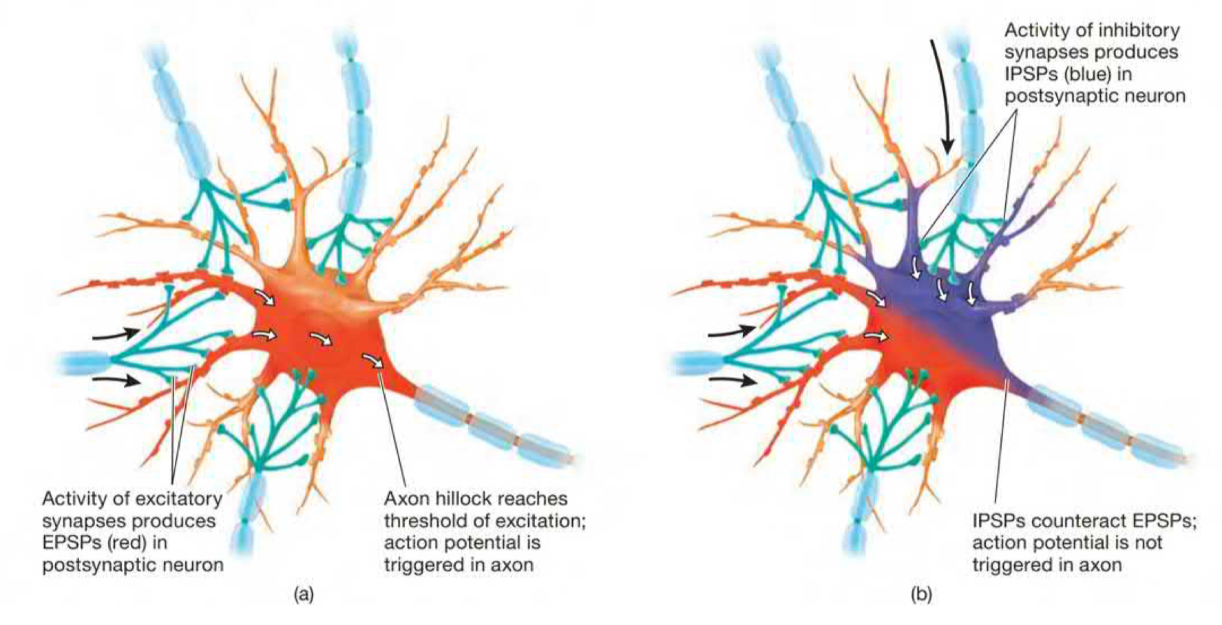 process by which **inhibitory and excitatory potentials summate  and control the rate of firing of a neuron**