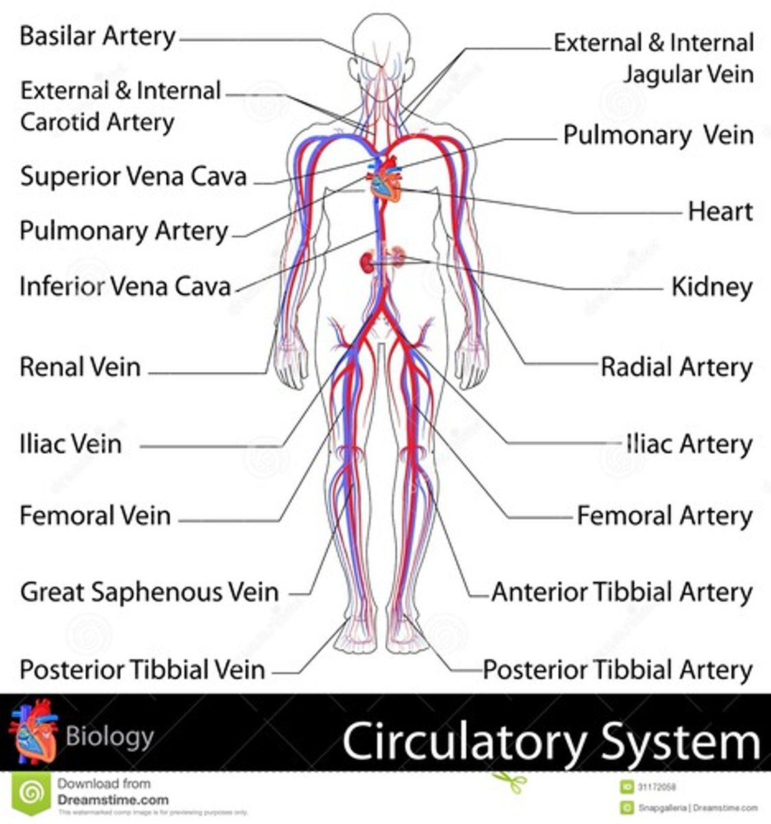 <p>Circulatory system</p>