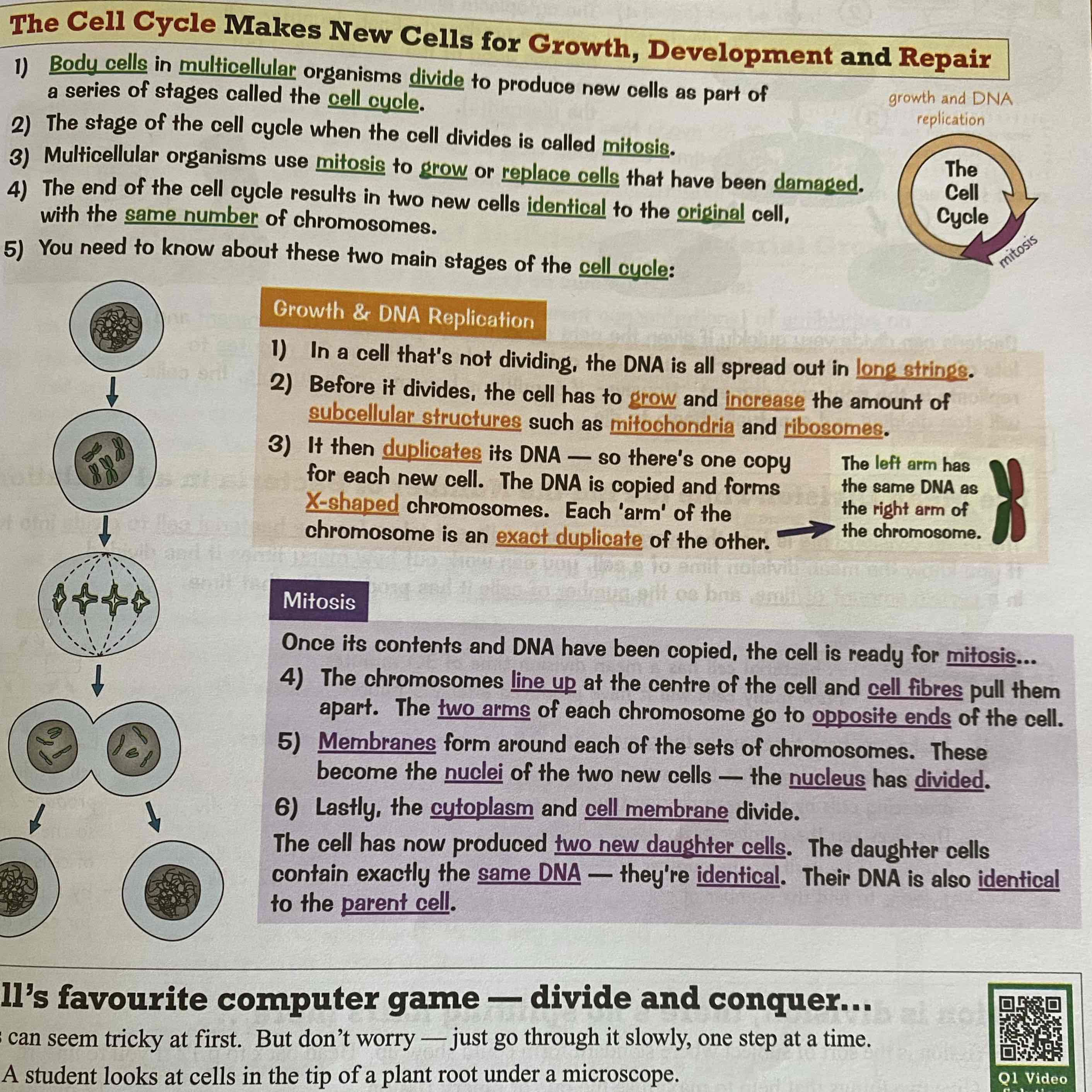 <p>The process body cells go through for growth, repair and development. It goes through three stages: Interphase (Growth and DNA replication), Mitosis (Division of DNA) and cytokinesis (Division of cytoplasm).</p><p>For more information on Interphase and Mitosis see image:</p>