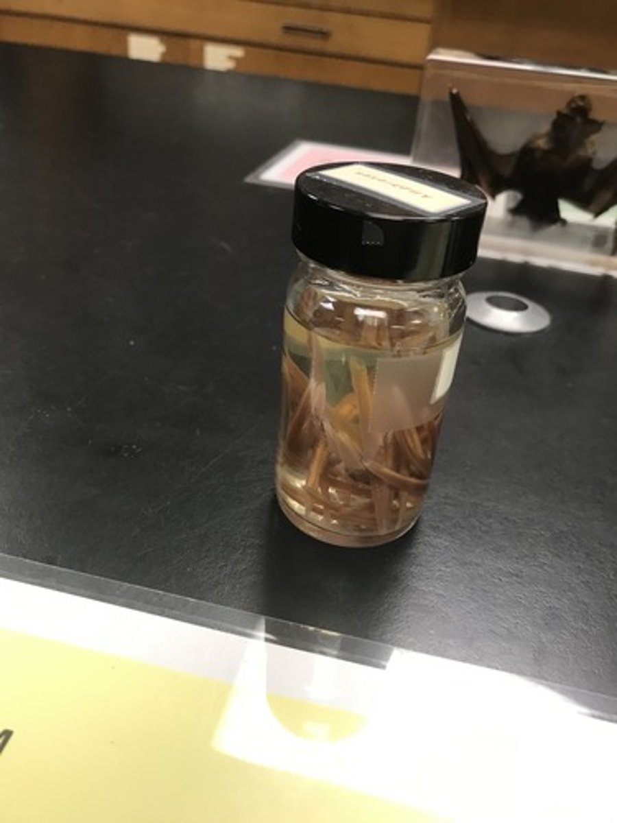<p>For the following specimen(s), give the entire taxonomy and the name of the specimen(s)</p>