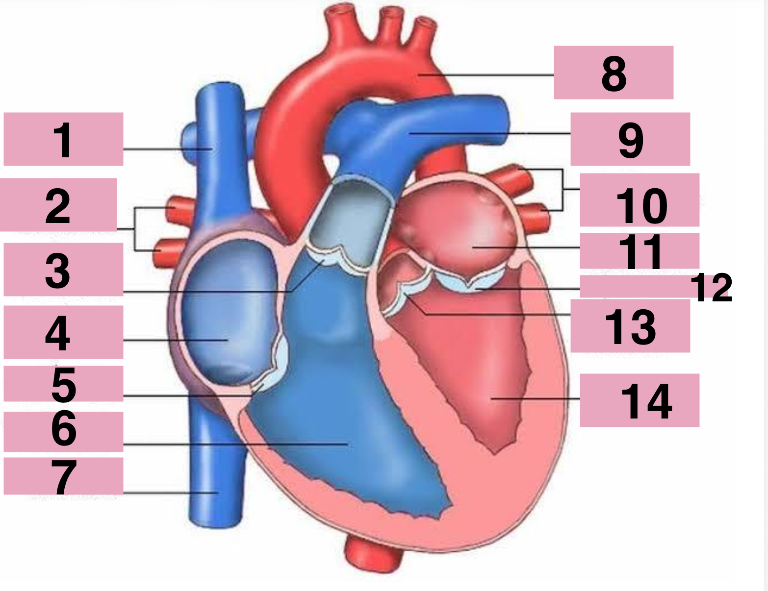 <p><strong>¿Qué estructura del corazón señala el número 12 en la imagen?"</strong></p>