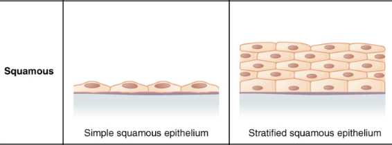 <p>flattened, irregularly shaped cells</p>