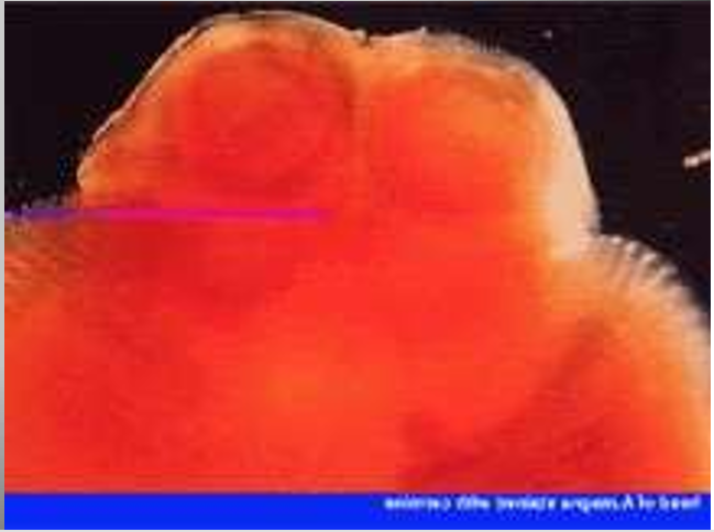 <p>spp</p><p>part</p>