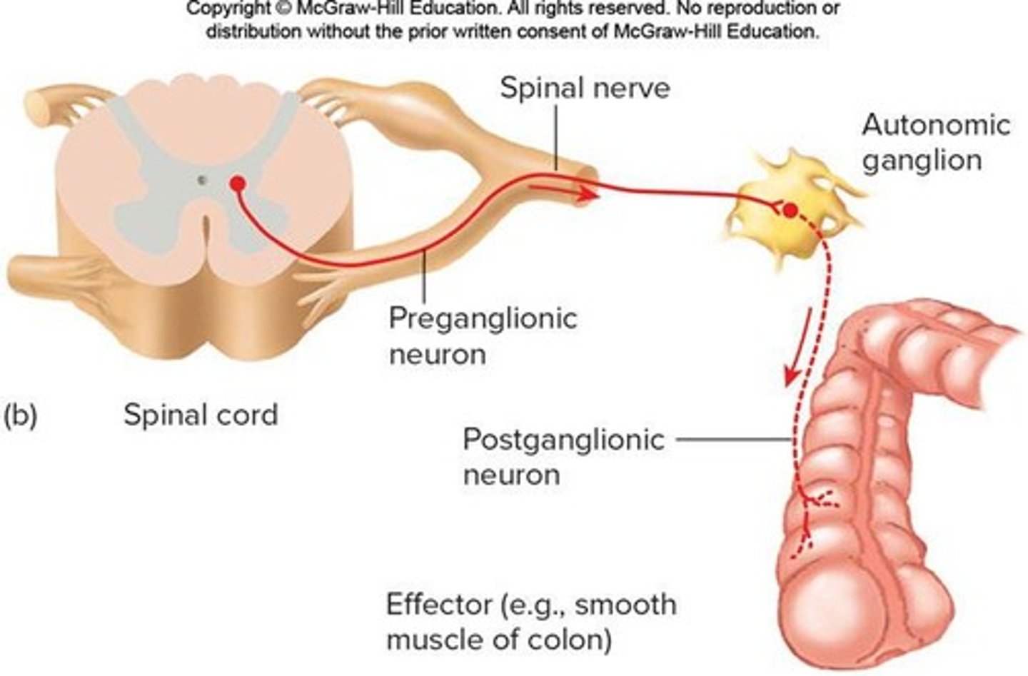 <p>Maintains homeostasis by regulating involuntary activities such as heart rate, breathing rate, body temperature, and digestion.</p>
