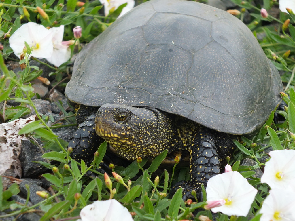 <p>Emys orbicularis</p>