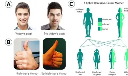 <p>trait /treɪt/ (n)</p>