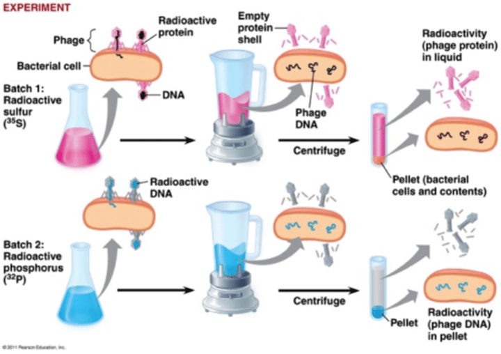 <p>DNA is the genetic material, not protein; blender experiment.</p>