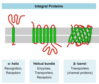 <p>span the cell membrane, sometimes once, others more</p><p>either terminus may be inside or outside the cell</p>