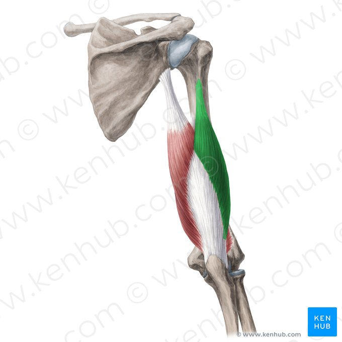 this muscle’s origin is ___ (specific head)