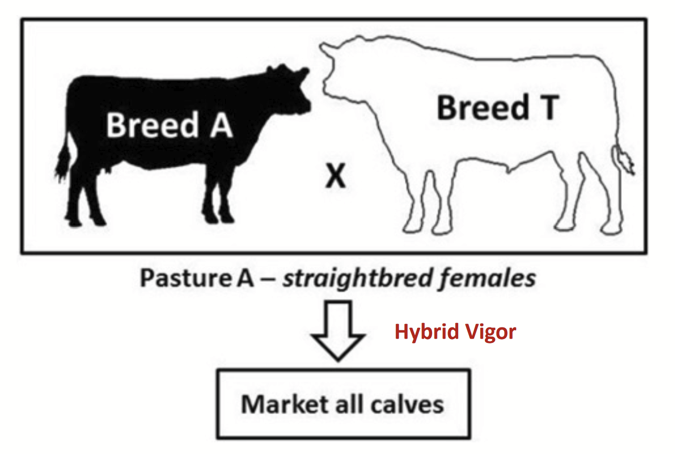 <p>Breed A x Breed T → straightbred → hybrid vigour → market all calves</p>