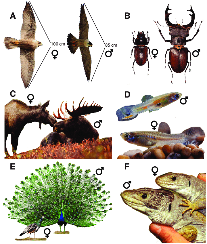 <p><strong>Sexual Dimorphism</strong></p>