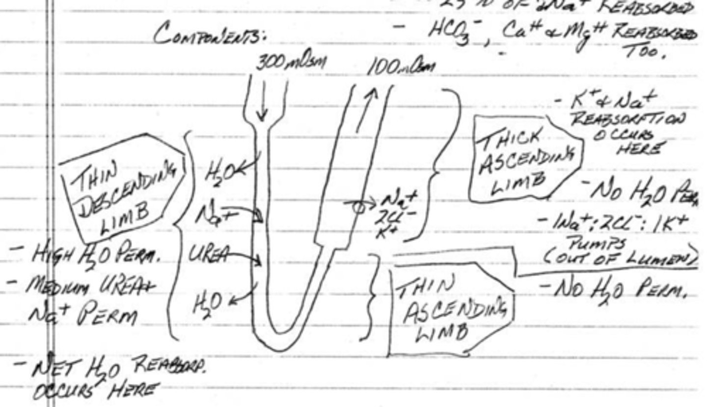 <p>descending limb: 300 mOsm</p><p>lowest part of the loop: 1200 mOsm</p><p>ascending limb: 100 mOsm</p>