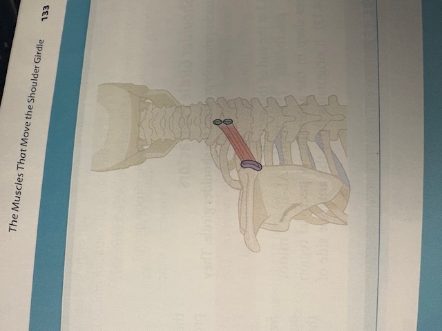<p>Rhomboid Minor </p>