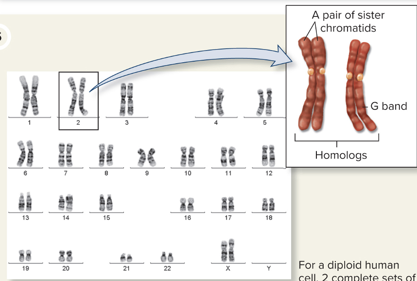<p>How many sister chromatids are in a chromosome?</p>