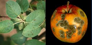 <p><span>&nbsp;Fungal disease causing olive-green to black spots on leaves and fruits, leading to defoliation.</span></p>