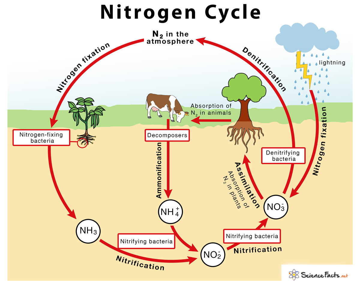 Describe what happens in the nitrogen cycle.