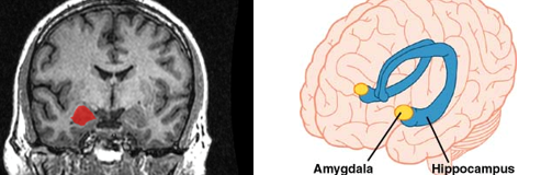 <ul><li><p>plays a key role in fear</p></li><li><p>rats pre amygdala lesion</p><ul><li><p>runs away to hide</p></li></ul></li><li><p>rats post lesion</p><ul><li><p>no fear response</p></li></ul></li></ul><p></p>