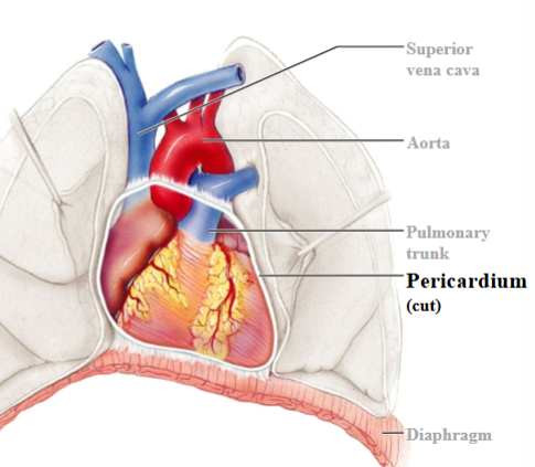 <p><span style="background-color: transparent;"><span>Heart is contained within a pericardial sac known as the pericardium.</span></span></p>