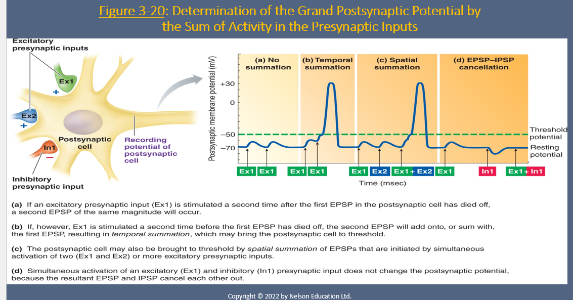 <p><span style="font-family: &quot;Times New Roman&quot;; line-height: normal; font-size: 7pt;"><strong> </strong></span><span><strong>Neural summation:</strong></span></p><p class="MsoNormal"><span><strong>&nbsp;</strong></span></p><p class="MsoNormal"><span>a.</span><span style="font-family: &quot;Times New Roman&quot;; line-height: normal; font-size: 7pt;">&nbsp;&nbsp;&nbsp;&nbsp;&nbsp;&nbsp;&nbsp;&nbsp;&nbsp;&nbsp;&nbsp;&nbsp;&nbsp;&nbsp; </span><span>&nbsp;&nbsp;Temporal summation</span></p><p class="MsoNormal"><span>b.</span><span style="font-family: &quot;Times New Roman&quot;; line-height: normal; font-size: 7pt;">&nbsp;&nbsp;&nbsp;&nbsp;&nbsp;&nbsp;&nbsp;&nbsp;&nbsp;&nbsp;&nbsp;&nbsp;&nbsp;&nbsp; </span><span>&nbsp;&nbsp;Spatial summation</span></p><p class="MsoNormal"><span>&nbsp;</span></p>