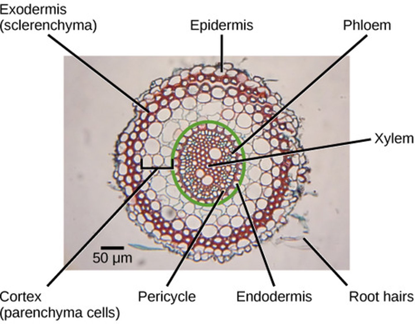 <p>1. stores starch<br>2. contains intercellular <br>spaces allowing aeration <br>for respiration</p>