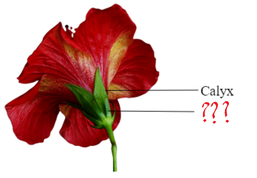 <p><span>a whorl of bracts that surrounds the calyx of a flower, forming an extra calyx-like structure; subtends the pedicel</span></p>