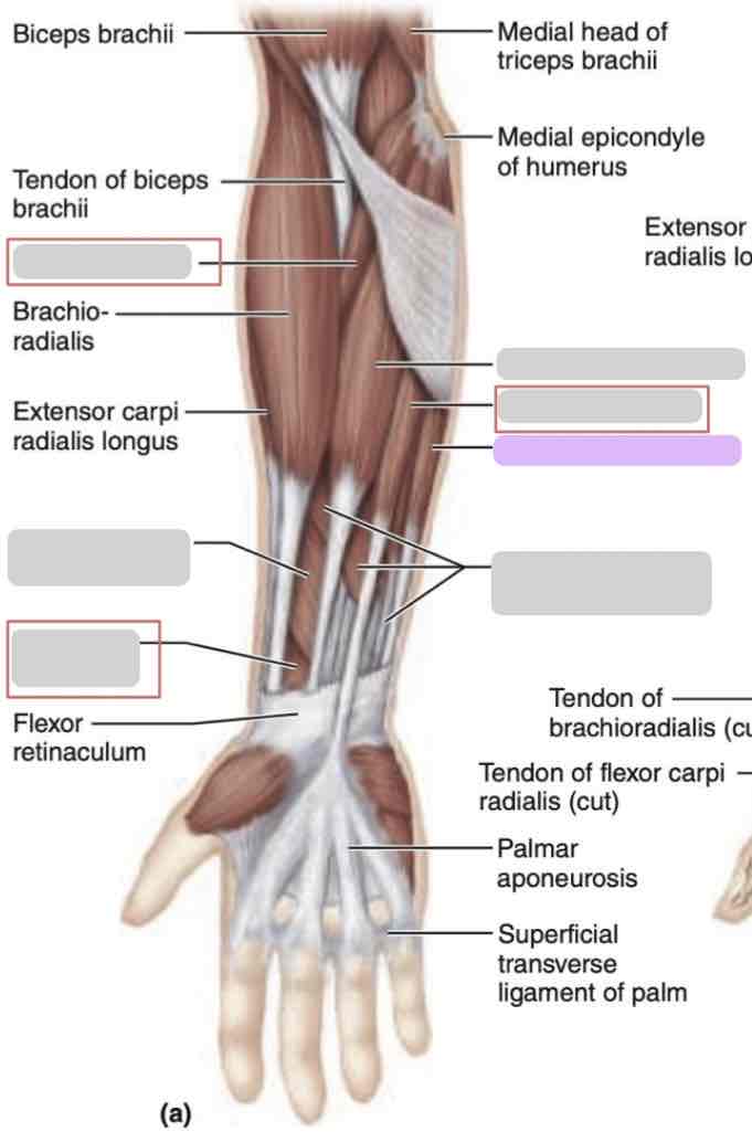 <p>Anterior arm (superficial)</p>