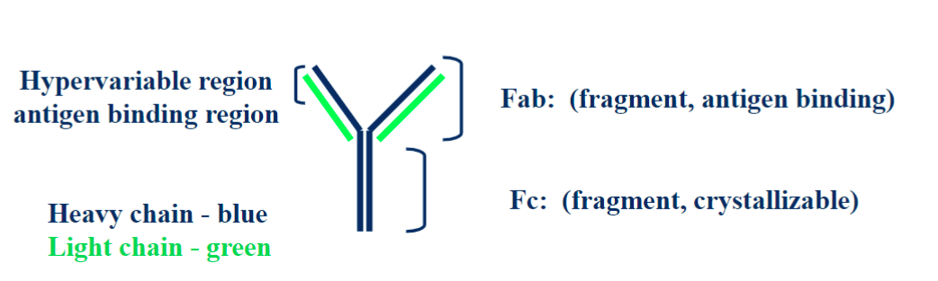 <p>5 classes (IgG, IgM, IgA, IgD, IgE), composed of 2 heavy chaing and 2 light chains</p>