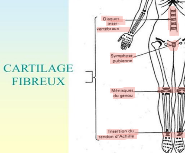 <ul><li><p>partie extérieure des <span style="color: rgb(57, 34, 225);"><span>disques intervertébraux</span></span></p><ul><li><p>partie périphérique : annulus fibrosis (cartilagineux)</p></li><li><p>partie centrale : nucleus pulposus (semi liquide)</p></li></ul></li><li><p><span style="color: rgb(255, 0, 0);"><span>symphyse pubienne</span></span></p></li><li><p><span style="color: rgb(231, 0, 0);"><span>ménisque du genou=2$</span></span></p></li><li><p>insertion du talon <span style="color: rgb(255, 0, 0);"><span>d’Achille</span></span></p></li></ul><p></p>