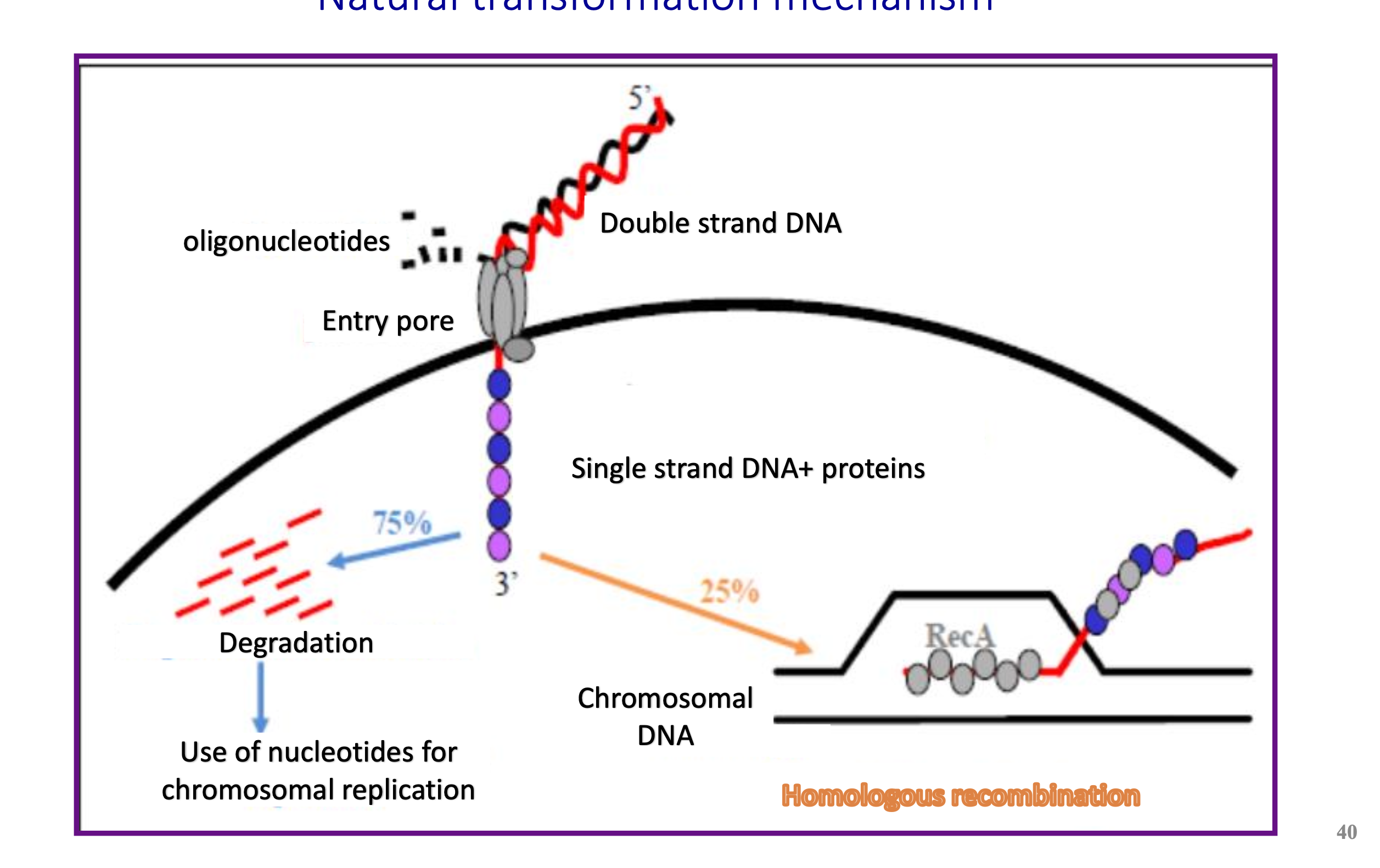 <p>A dsDNA strand is taken up by a bacteria through a pore. It is then converted to a ssDNA which can either be degraded (in most cases) OR it can integrate to chromosomal DNA through homologous recombination.</p>