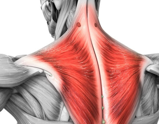 <p>origin: vertebrae t1-t4 </p><p>insertion: lateral third of the clavicle </p><p>function: moves shoulder girdle back </p>