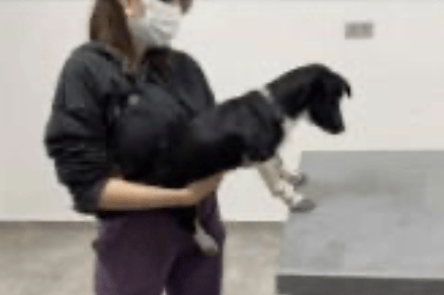 <p>what is this postural reaction test called? what is the expected result of a healthy animal?</p>