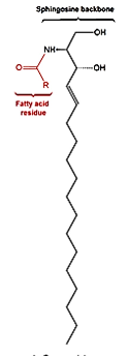<p>these consist of a fatty acid covalently linked to a sphingosine molecule through an amide bond.</p>