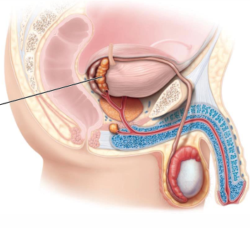 <p>Posterior to bladder</p>