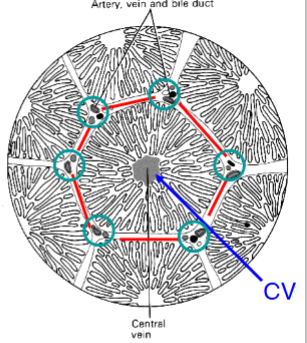 <p> central vein</p>