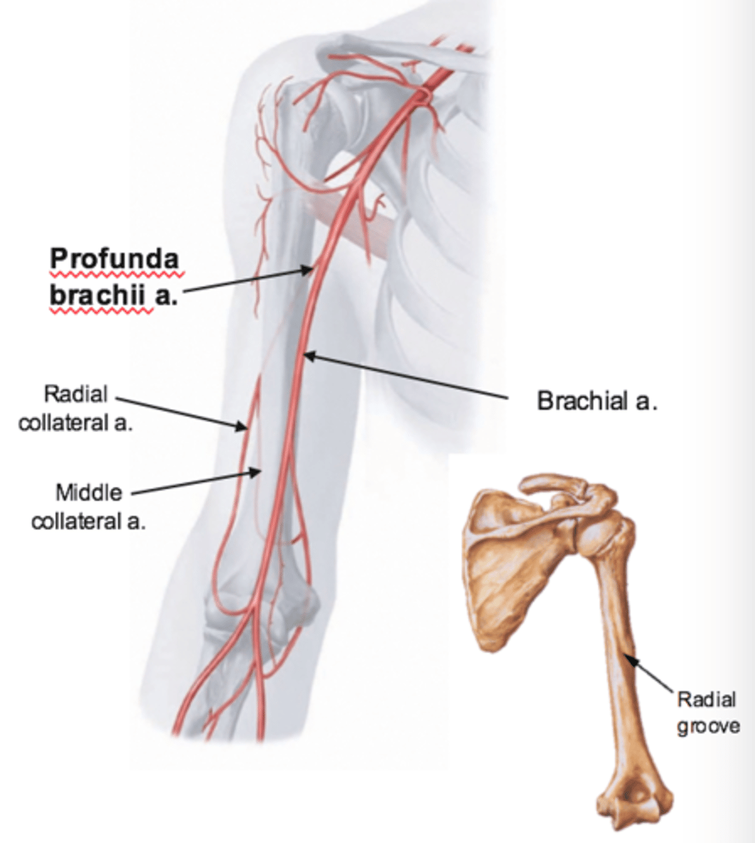 <p>Brachial artery</p>