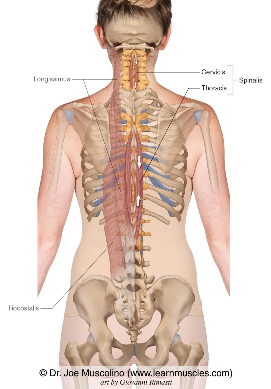 <p>Spinalis (Intrinsic Back Muscle(Intermedicate) [Erector Spinae Group]</p><p>Origin?</p><p>Insertion?</p><p>Action?</p><p>Innervation?</p>