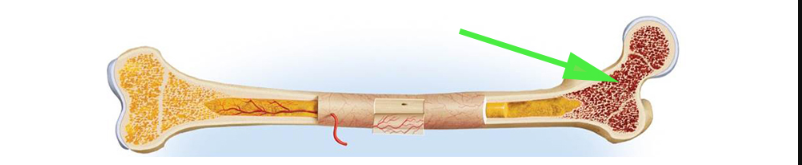 <p>What is the green arrow pointing to in the image?</p>