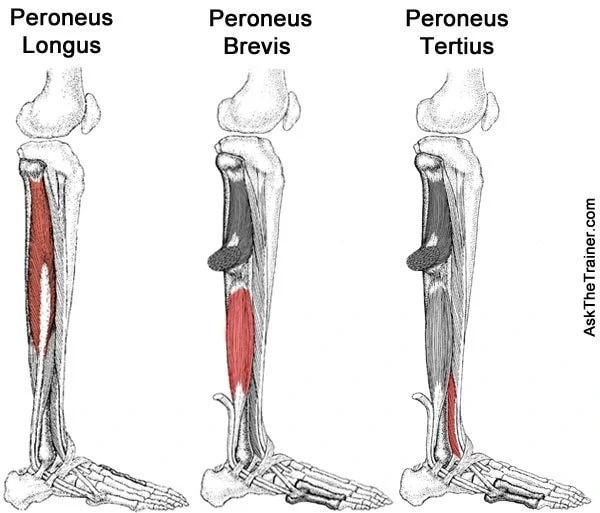 <p>O: Distal lat fibula I: Base of the 5th metatarsal A: Everts and assists with Plantar flexion of the feet</p>