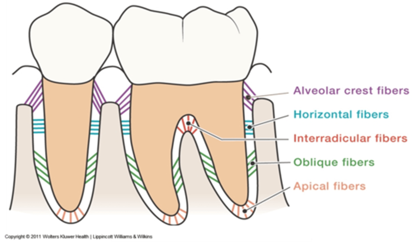 <p>1. alveolar crest</p><p>2. horizontal fibers</p><p>3. oblique fibers (**main support)</p><p>4. apical fibers</p><p>5. interradicular fibers</p>