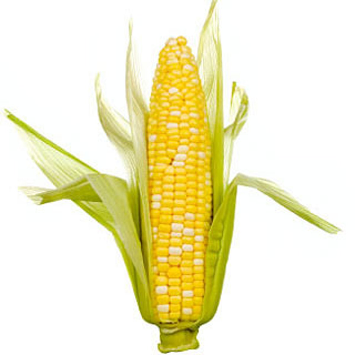 <p>The primary grain crop in Mesoamerica yielding small kernels often ground into cornmeal.</p>