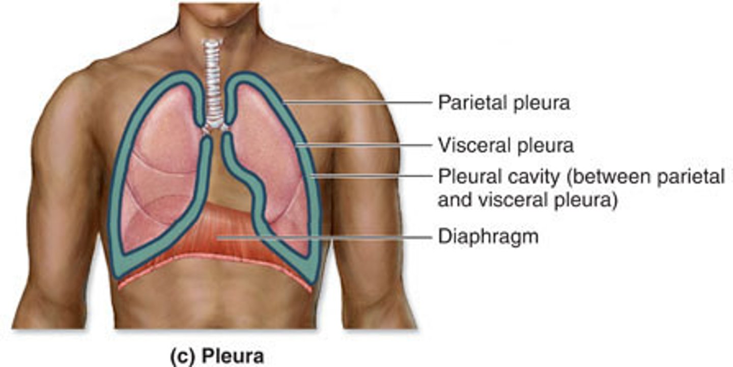 <p>a fluid filled space that surrounds the lungs. It is found in the thorax, separating the lungs from its surrounding structures such as the thoracic cage and intercostal spaces, the mediastinum and the diaphragm.</p><p>It is bounded by a double layered serous membrane called pleura.</p>