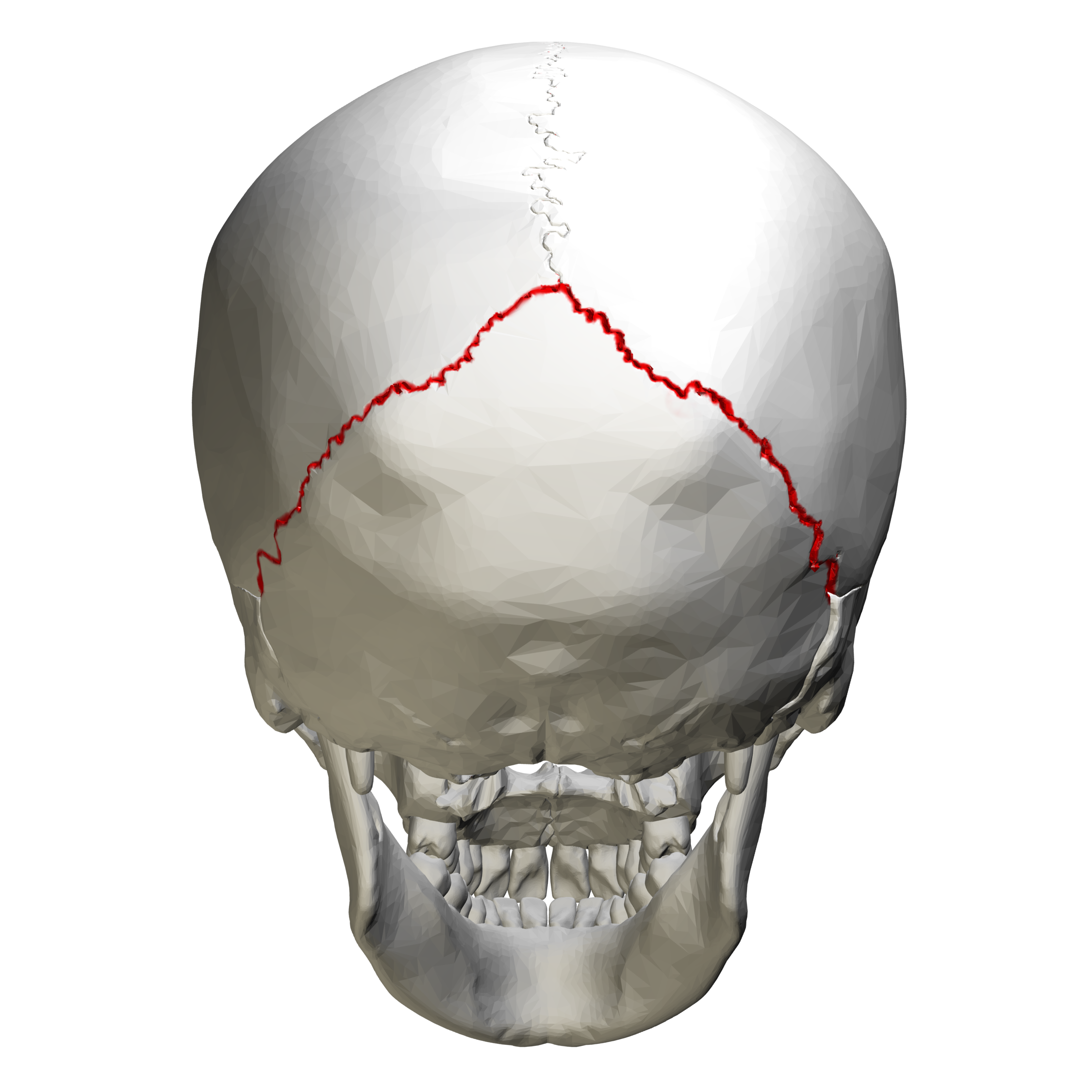<p>occipital bone</p>