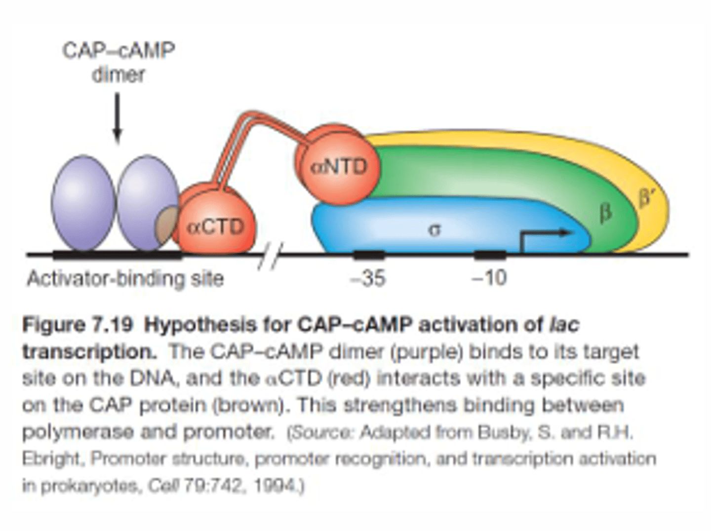 <p>cAMP induces a conformational change in CAP to increase CAP's affinity for the activator binding site. CAP then makes protein-protein interactions with the alpha-CTD subunit of RNA pol to increase transcription initiation by creating a more open complex formation</p>
